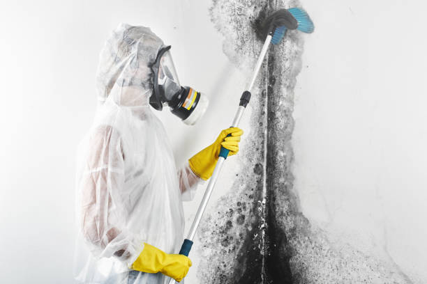 Best Mold Odor Removal Services  in San Felipe Pueblo, NM