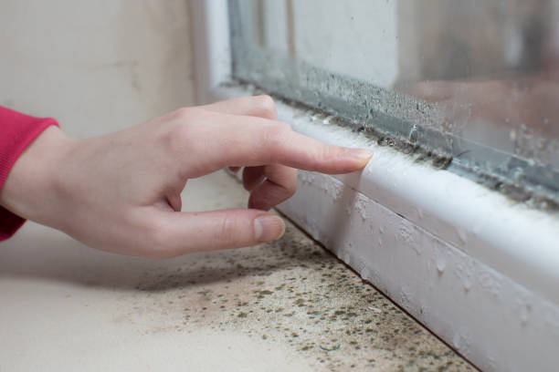 Best Dehumidification Services  in San Felipe Pueblo, NM